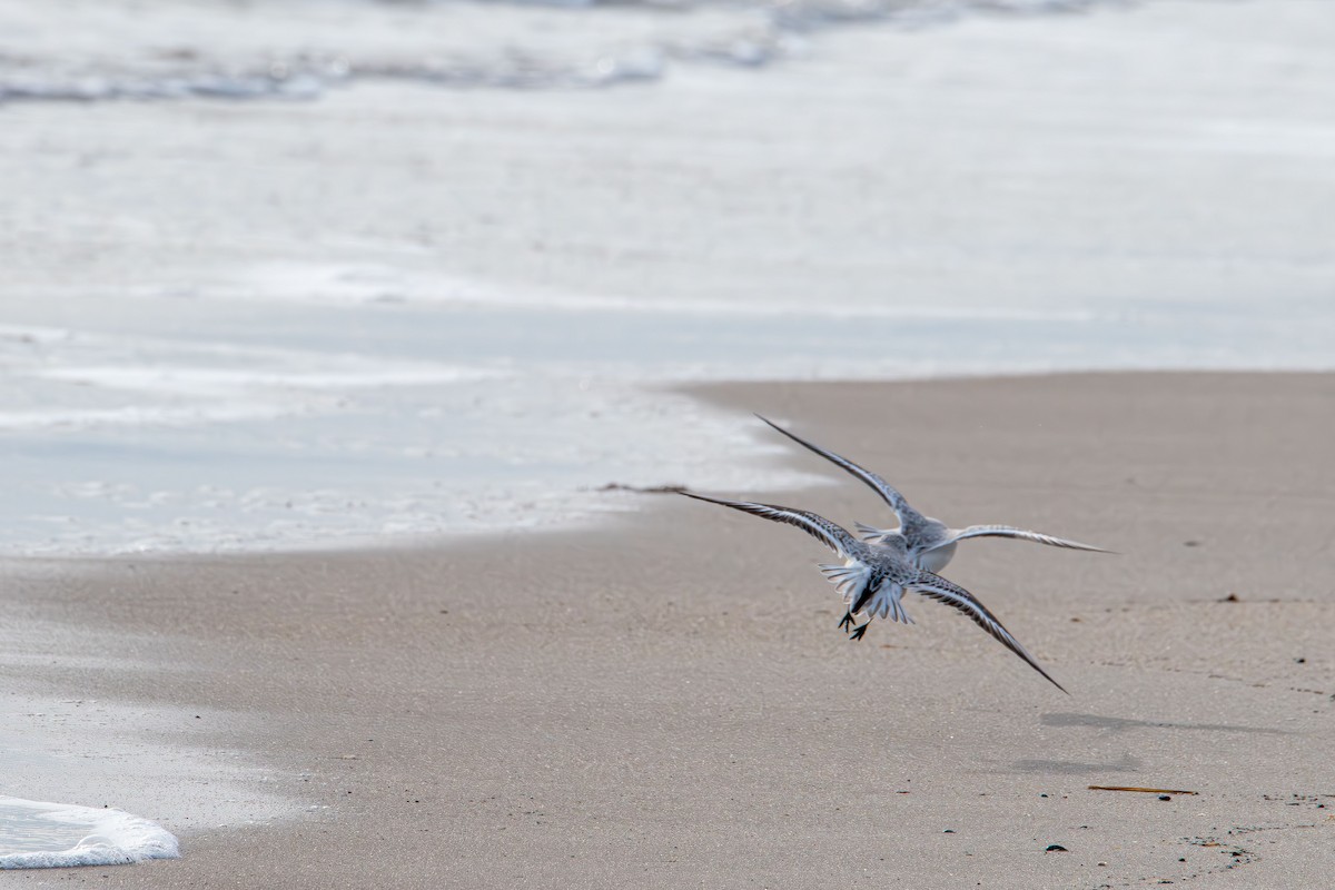 Sanderling - ML646881380