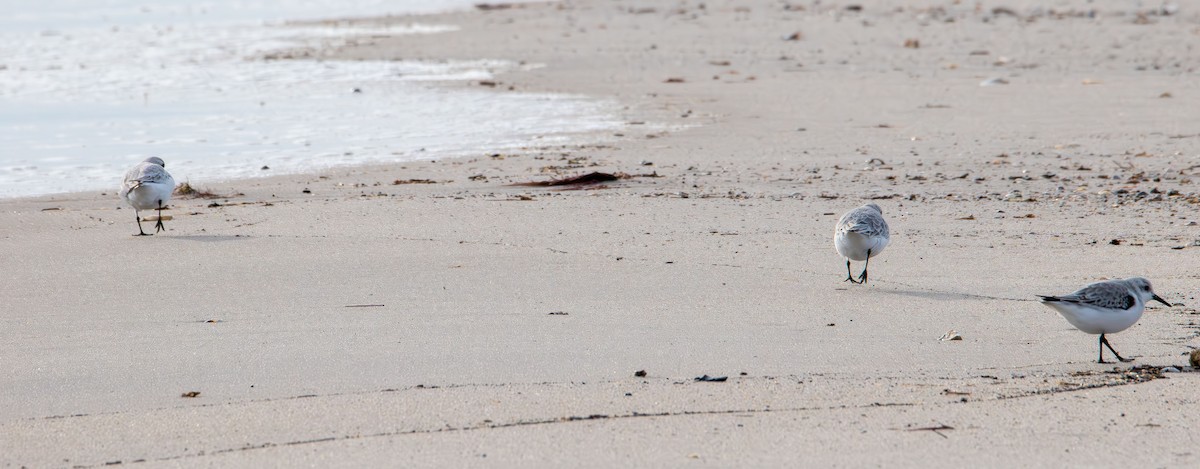 Sanderling - ML646881382