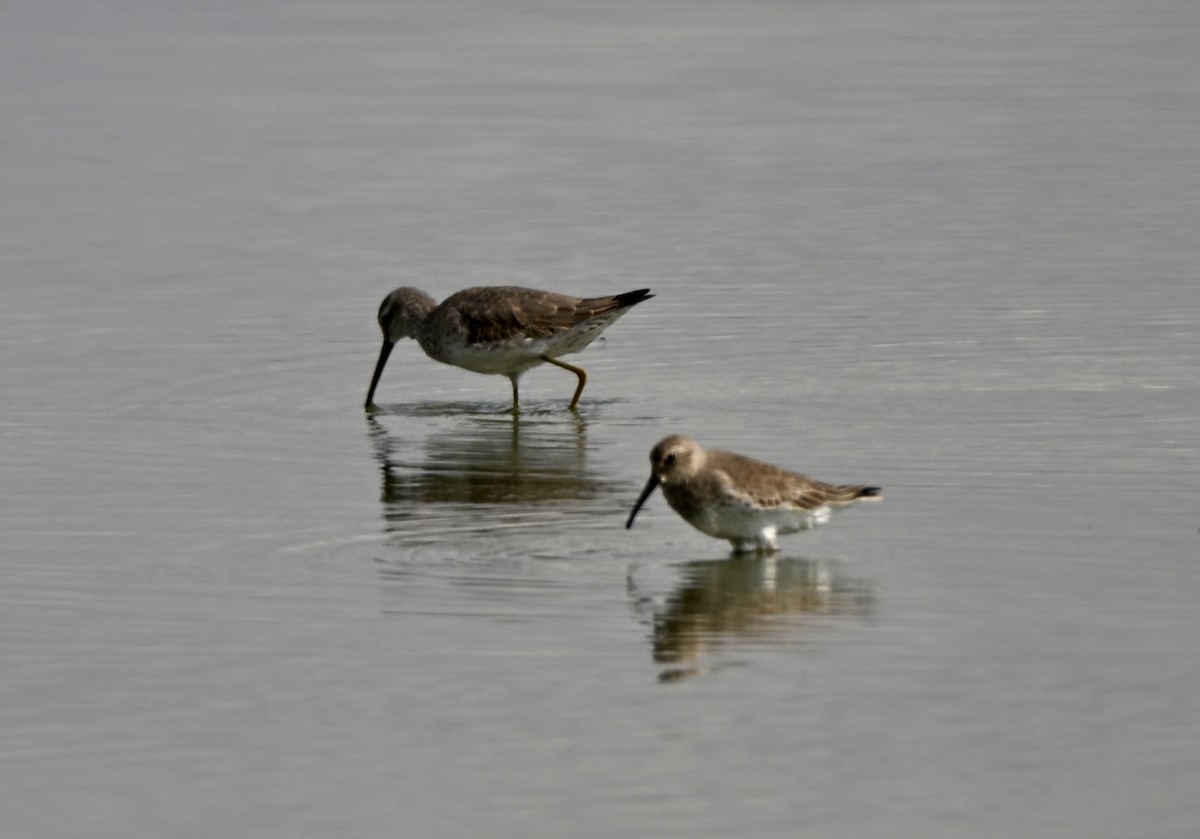 Dunlin - ML646881383