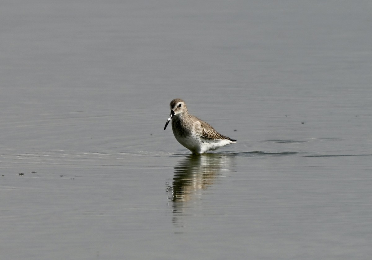 Dunlin - ML646881384