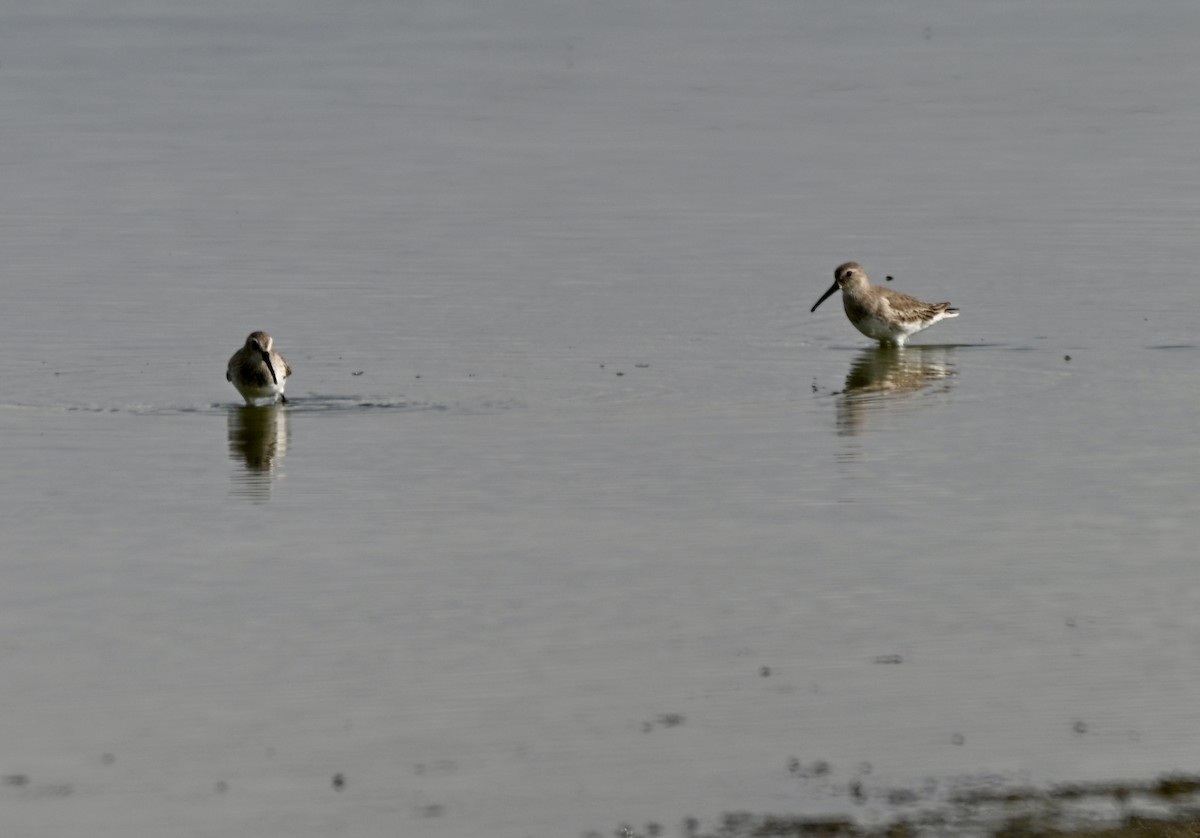 Dunlin - ML646881385