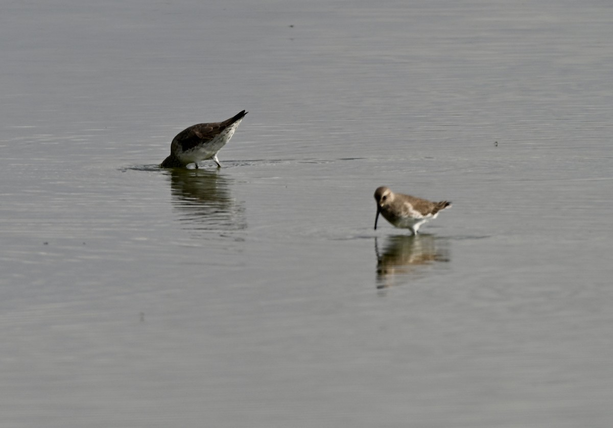Dunlin - ML646881386