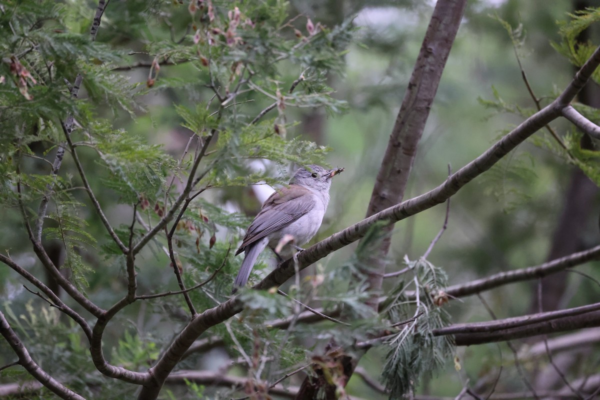 Gray Shrikethrush - ML646881388