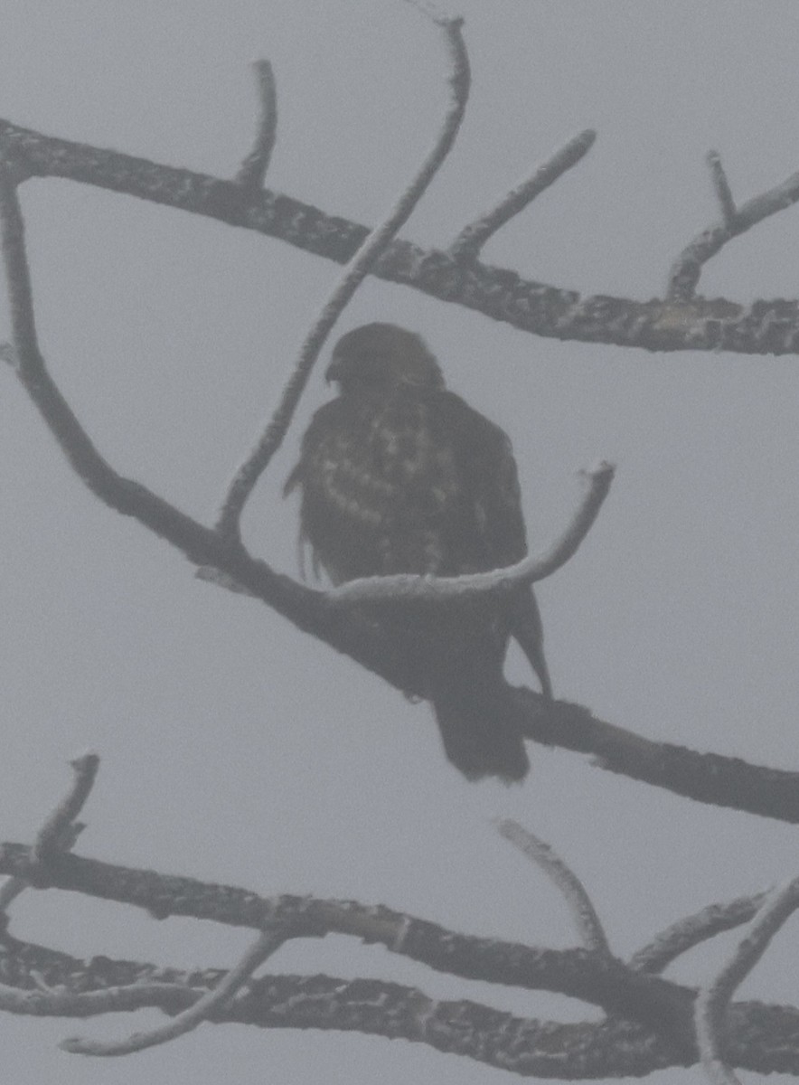 Краснохвостый канюк - ML646881389