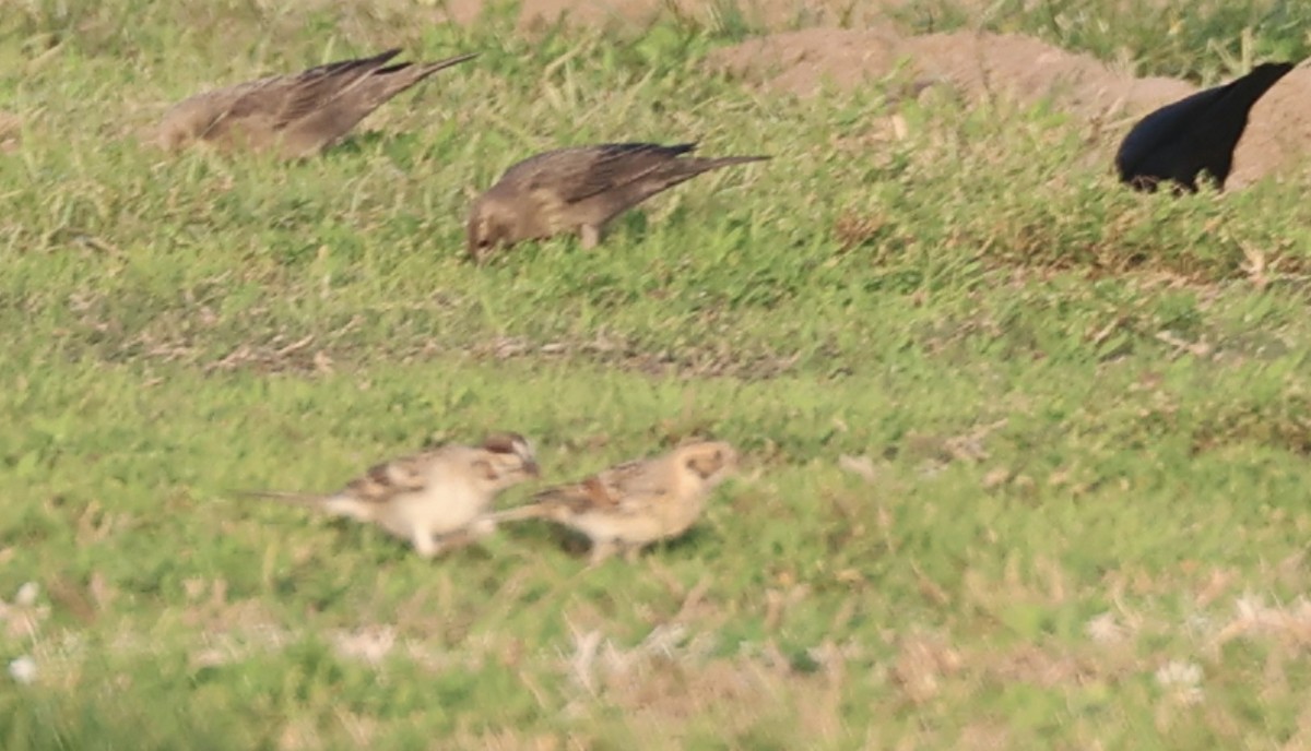 Подорожник лапландський - ML646881390