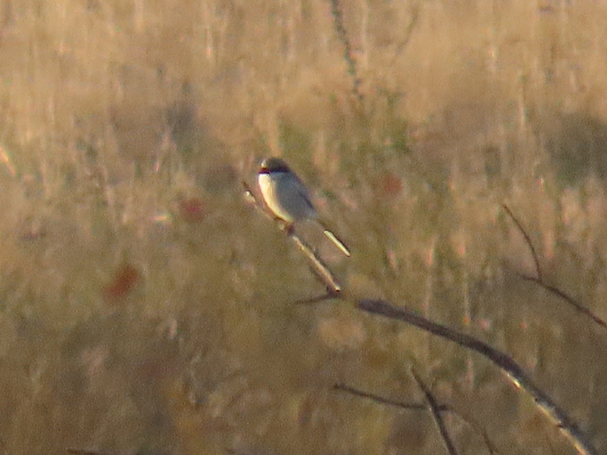 Loggerhead Shrike - ML646881392