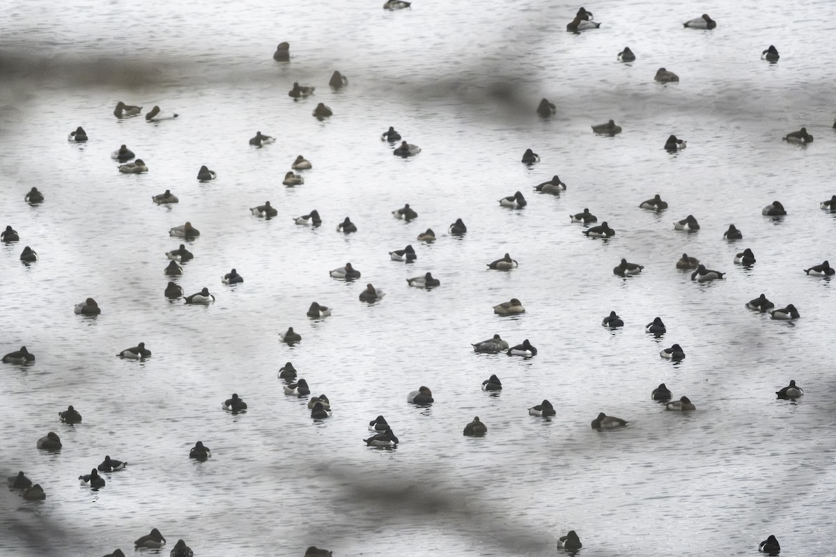 Redhead - ML646881393