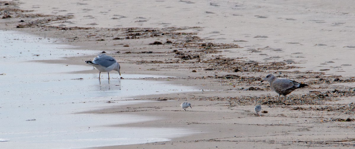 Sanderling - ML646881394