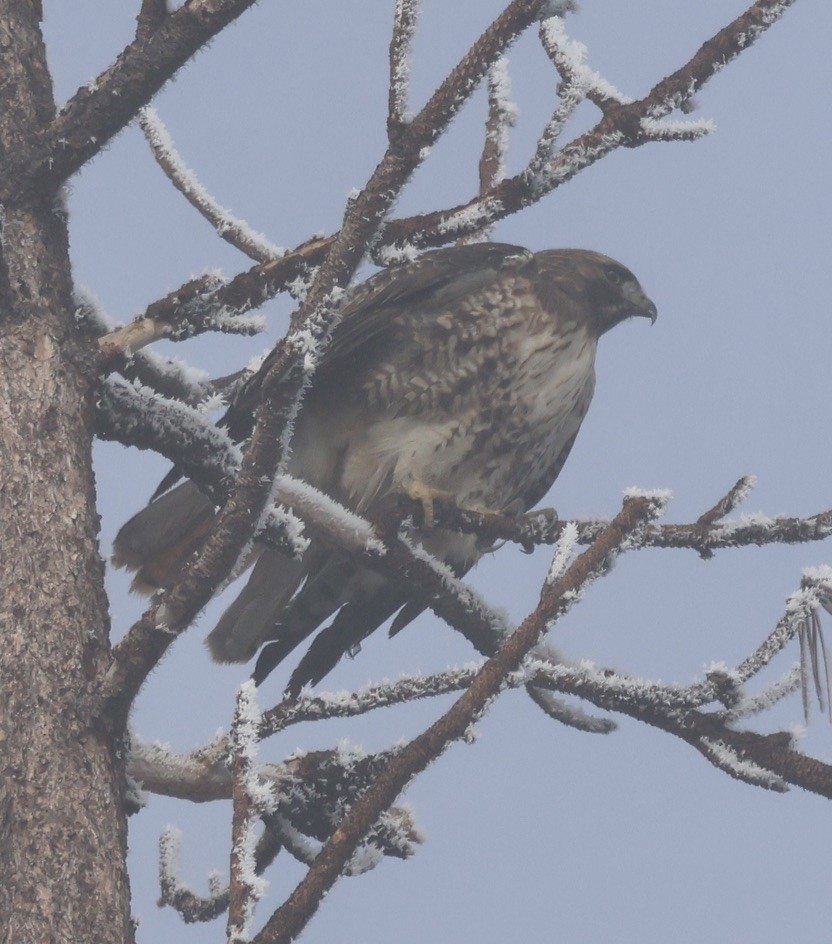 Краснохвостый канюк - ML646881396