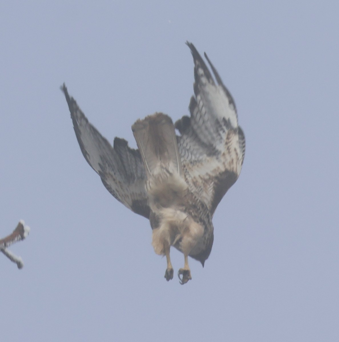 Краснохвостый канюк - ML646881407