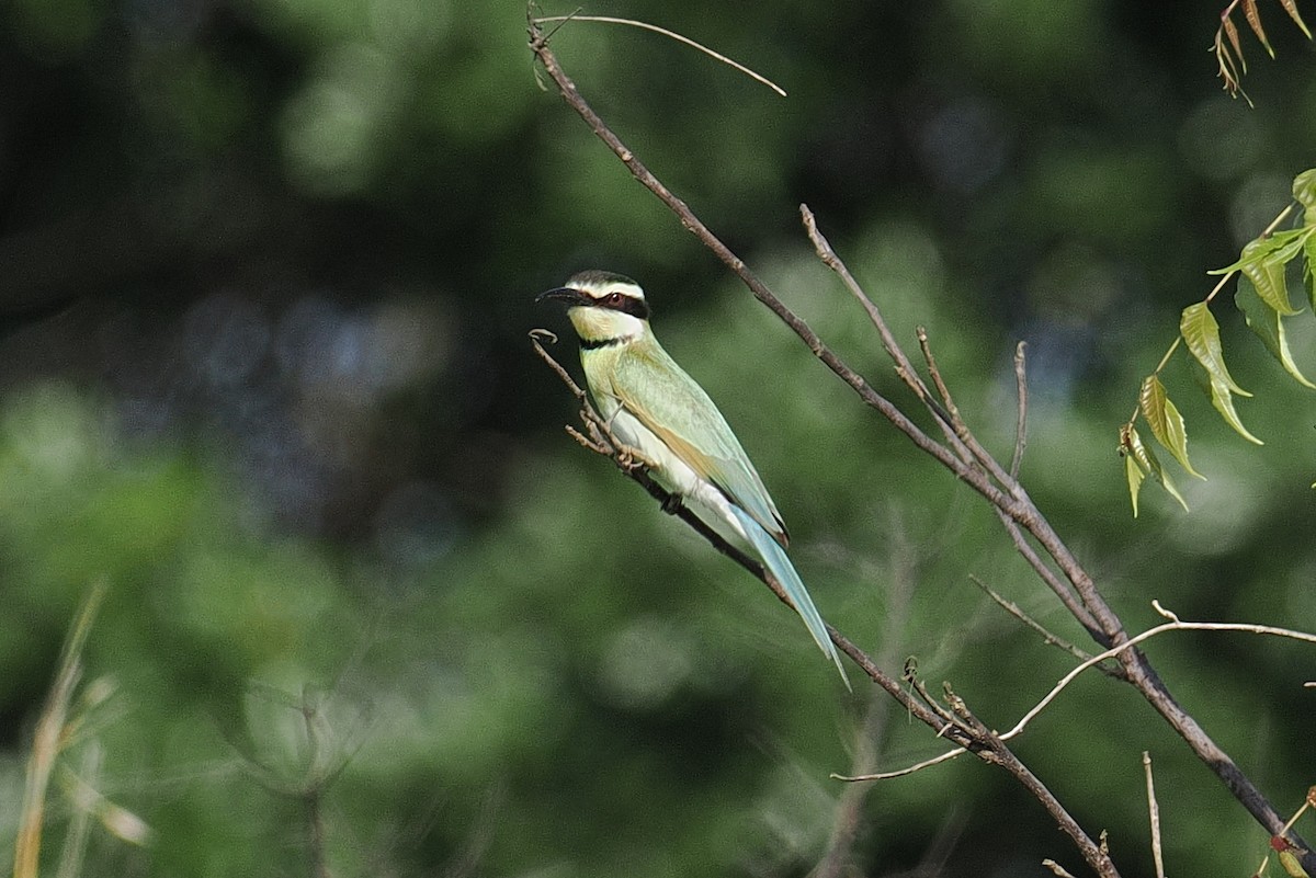 White-throated Bee-eater - ML646881409