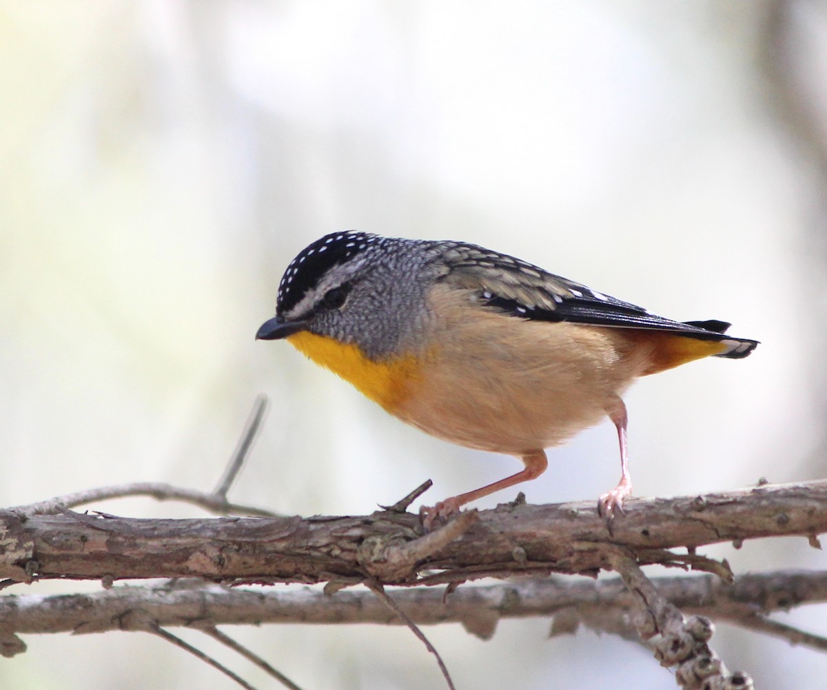 Pardalote pointillé - ML646881410