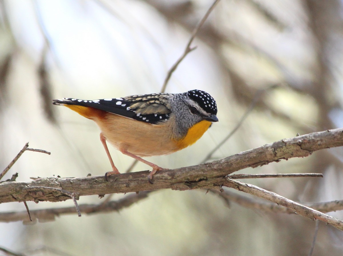 Pardalote pointillé - ML646881411