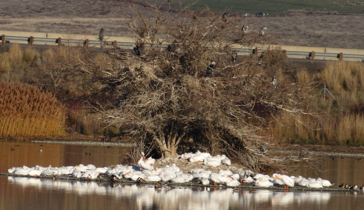 Great Blue Heron - ML646881414