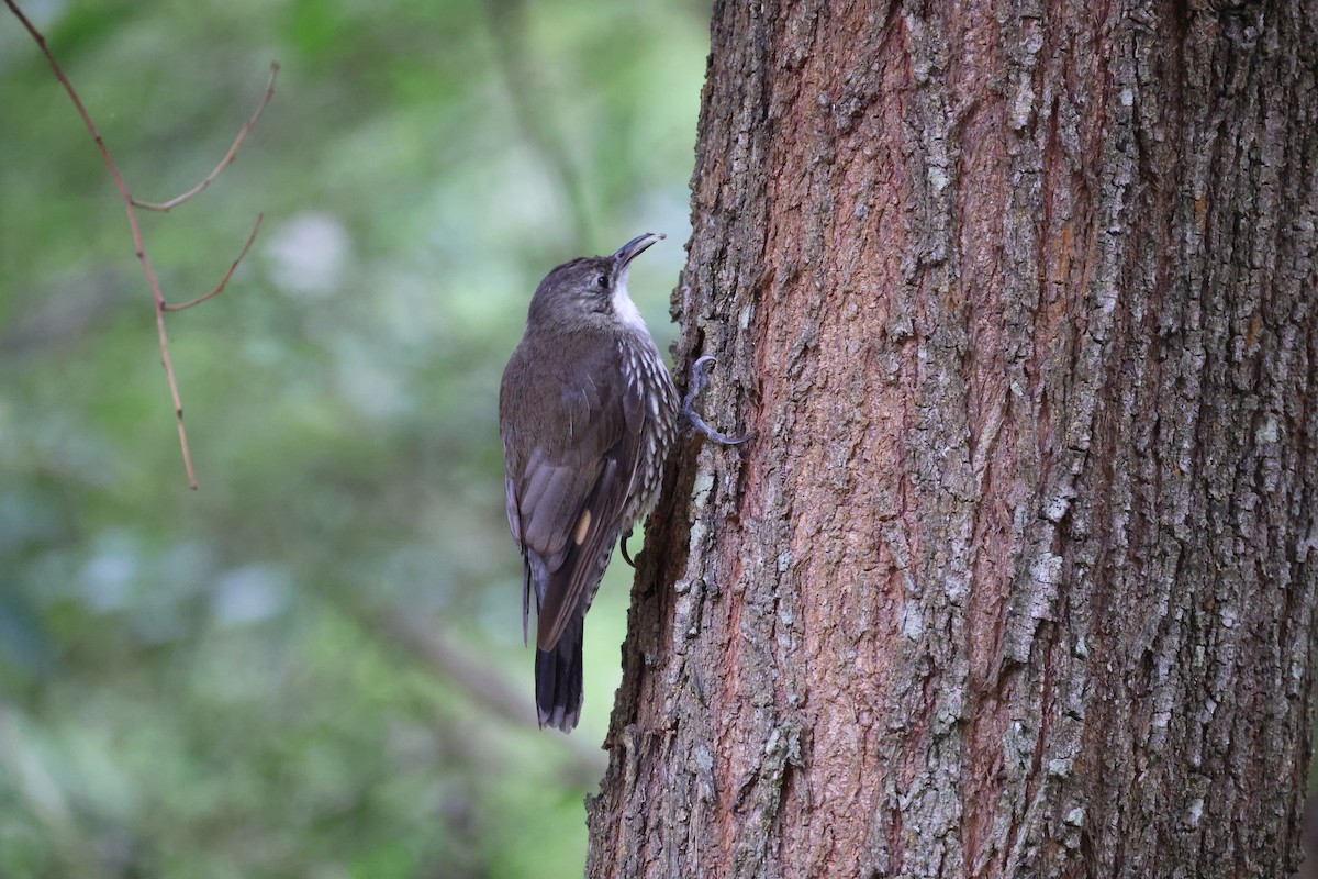 White-throated Treecreeper - ML646881417