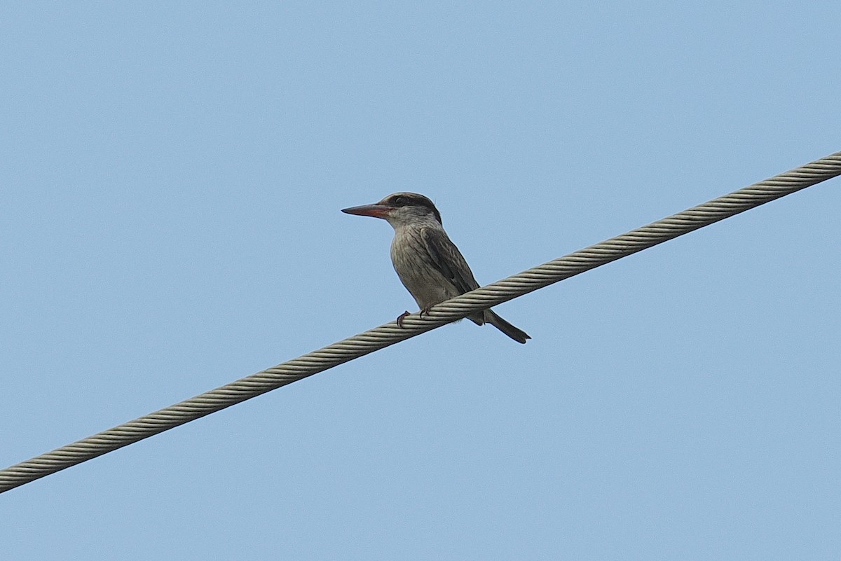 Striped Kingfisher - ML646881419