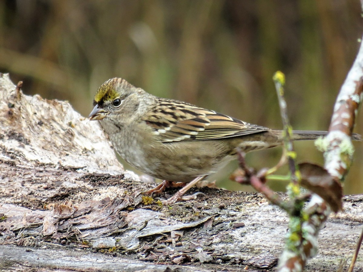 Чернобровая овсянка - ML646881423