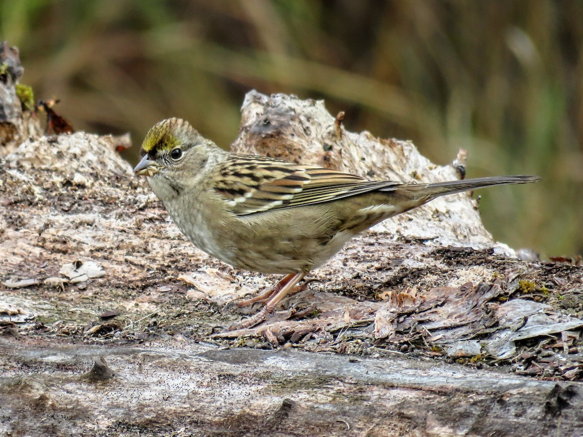 Чернобровая овсянка - ML646881424