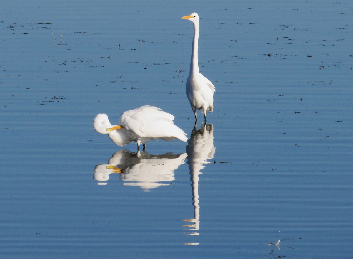Great Egret - ML646881425
