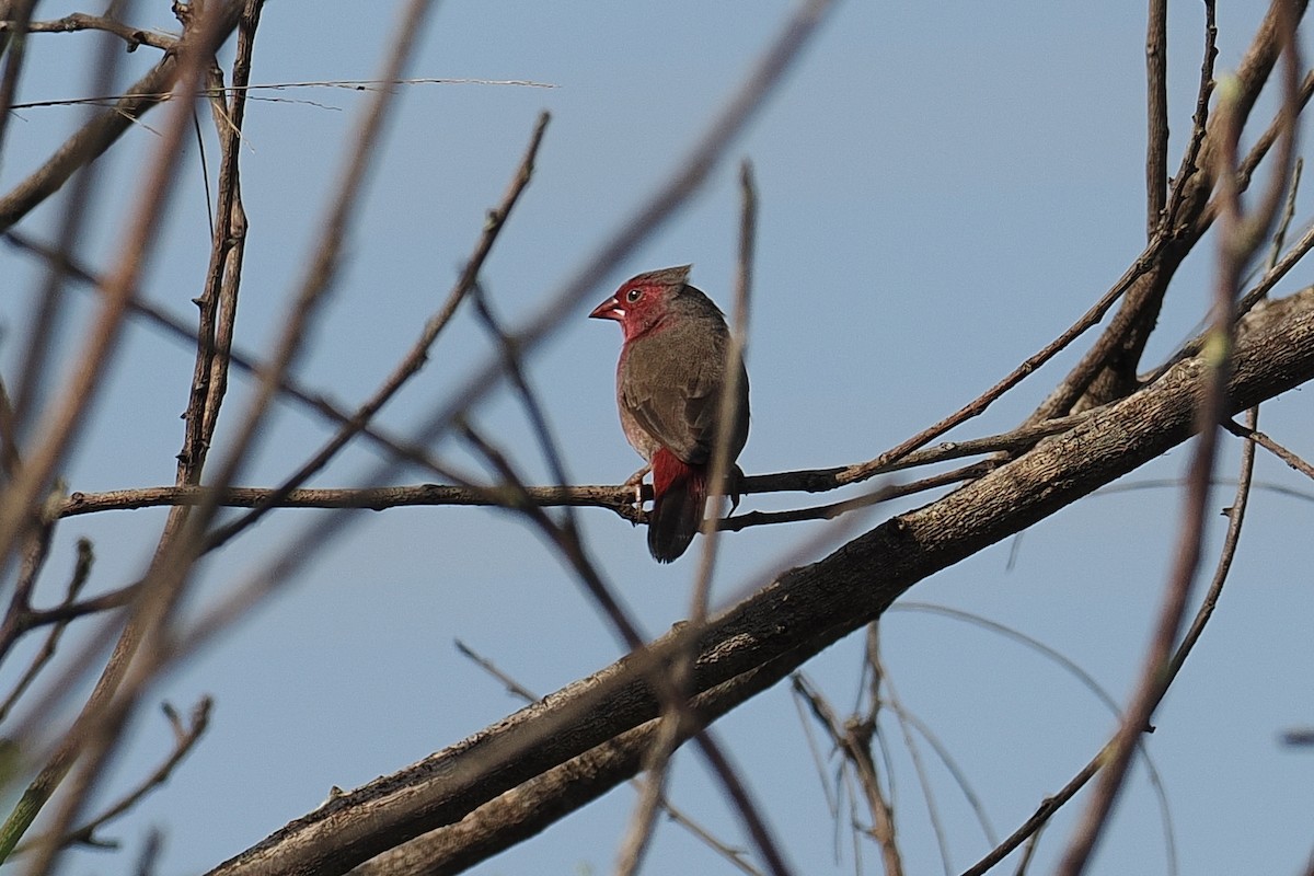 Bar-breasted Firefinch - ML646881441