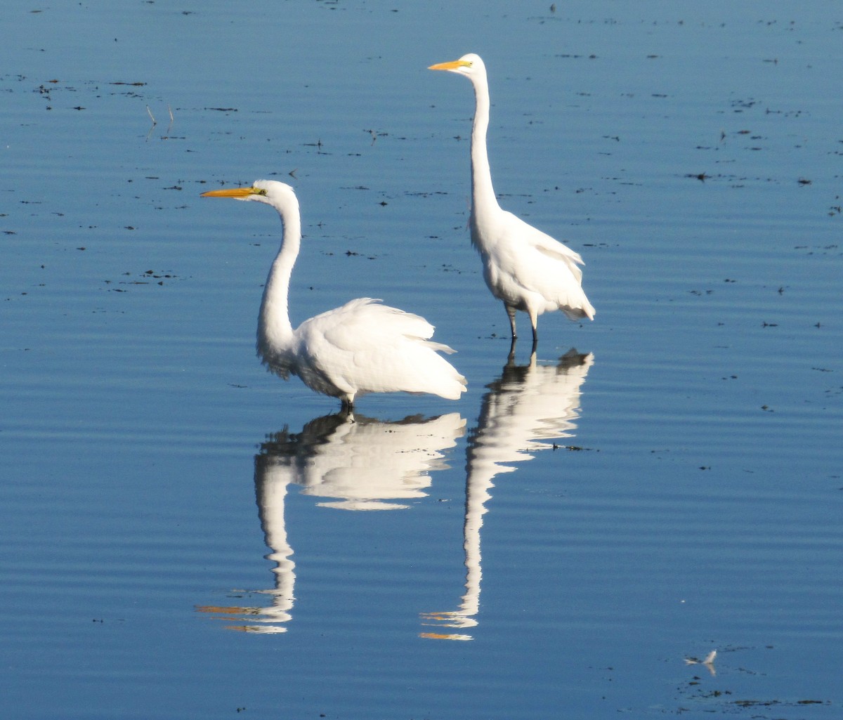 Great Egret - ML646881443