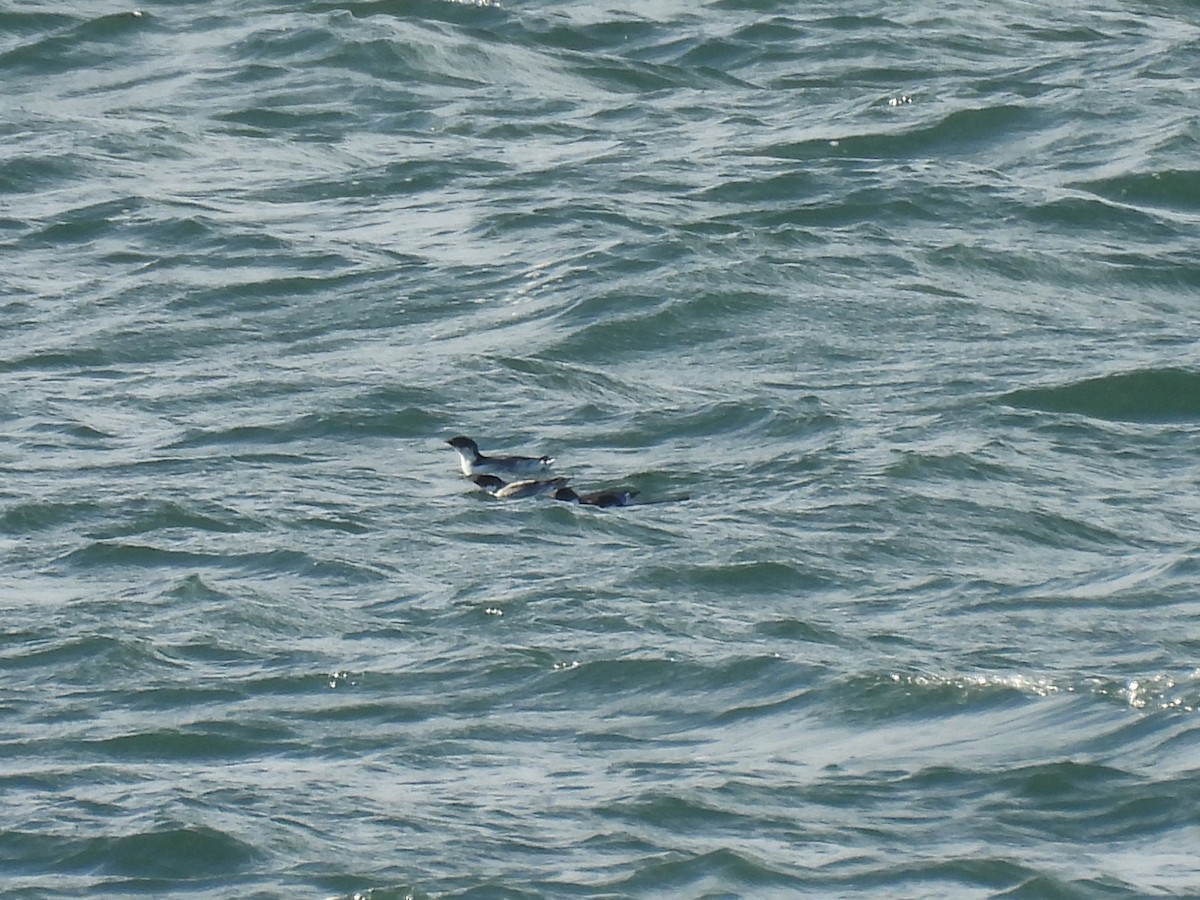 nordstarik - ML646881447