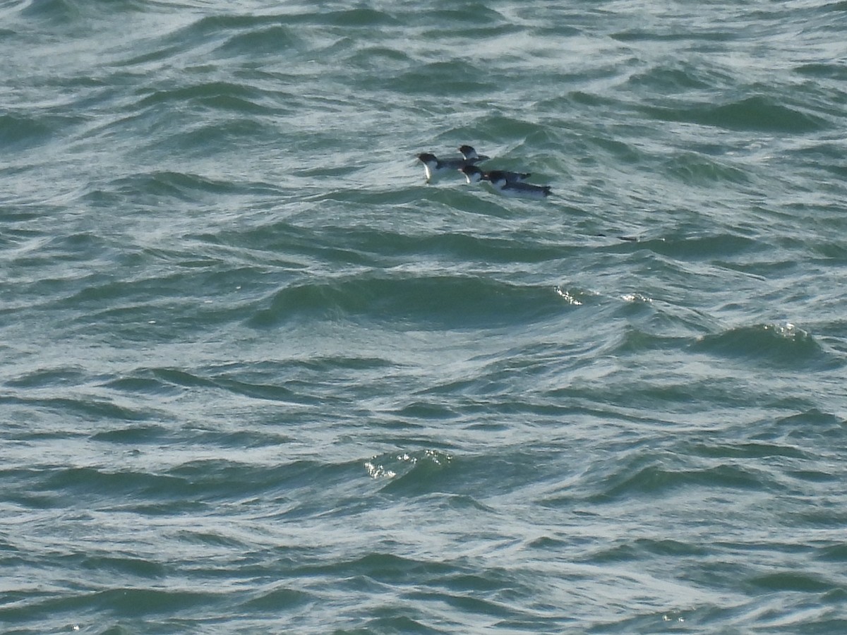 nordstarik - ML646881448