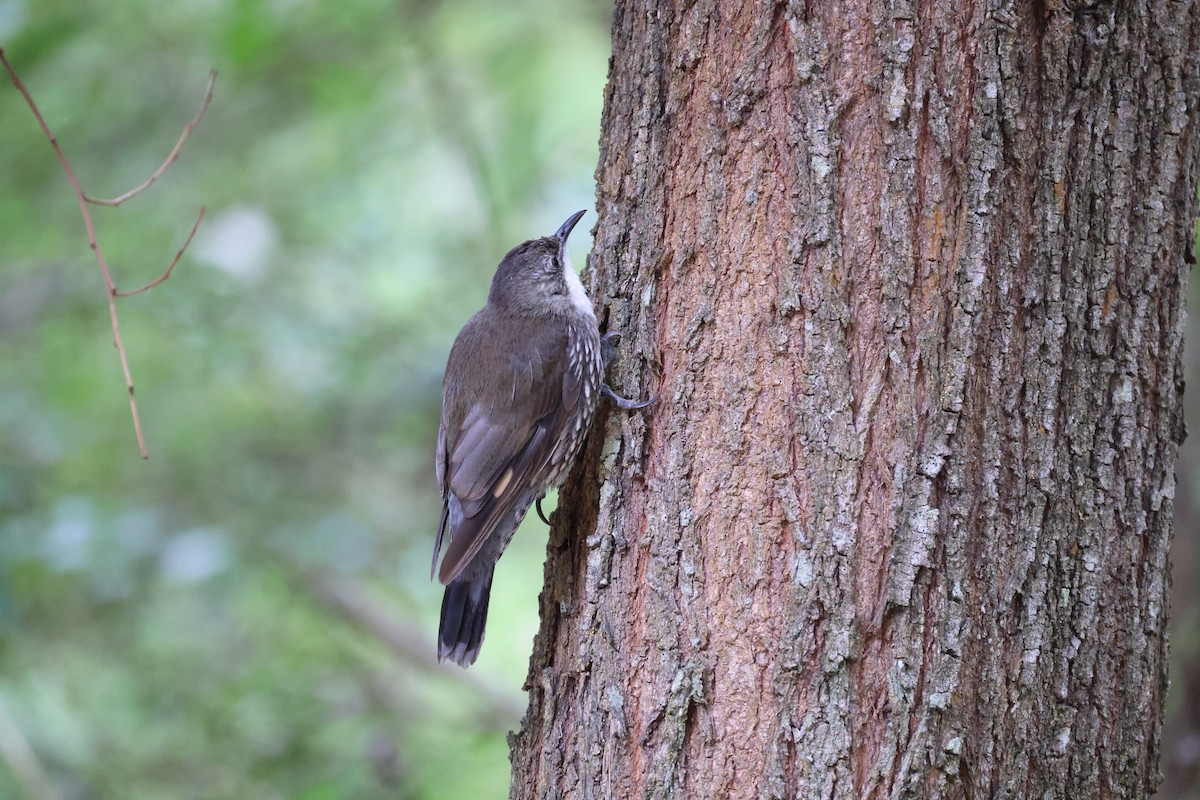 White-throated Treecreeper - ML646881450