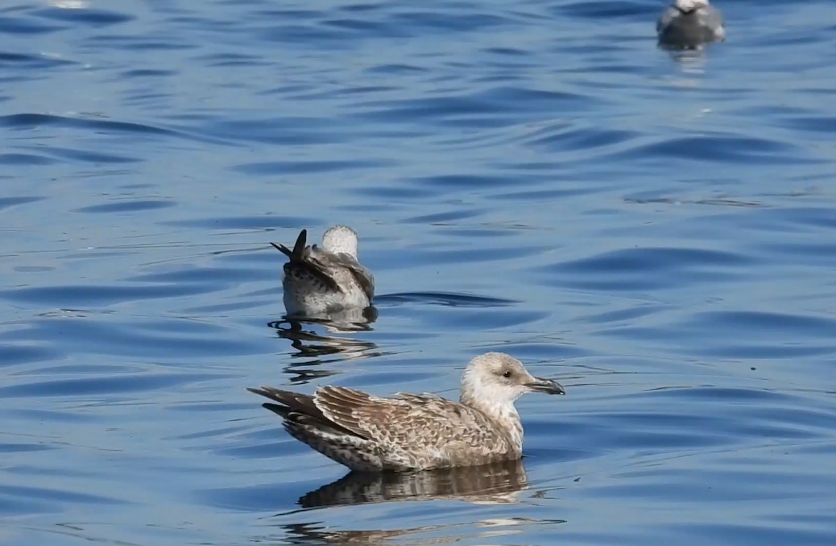 Kaio iluna - ML646881452