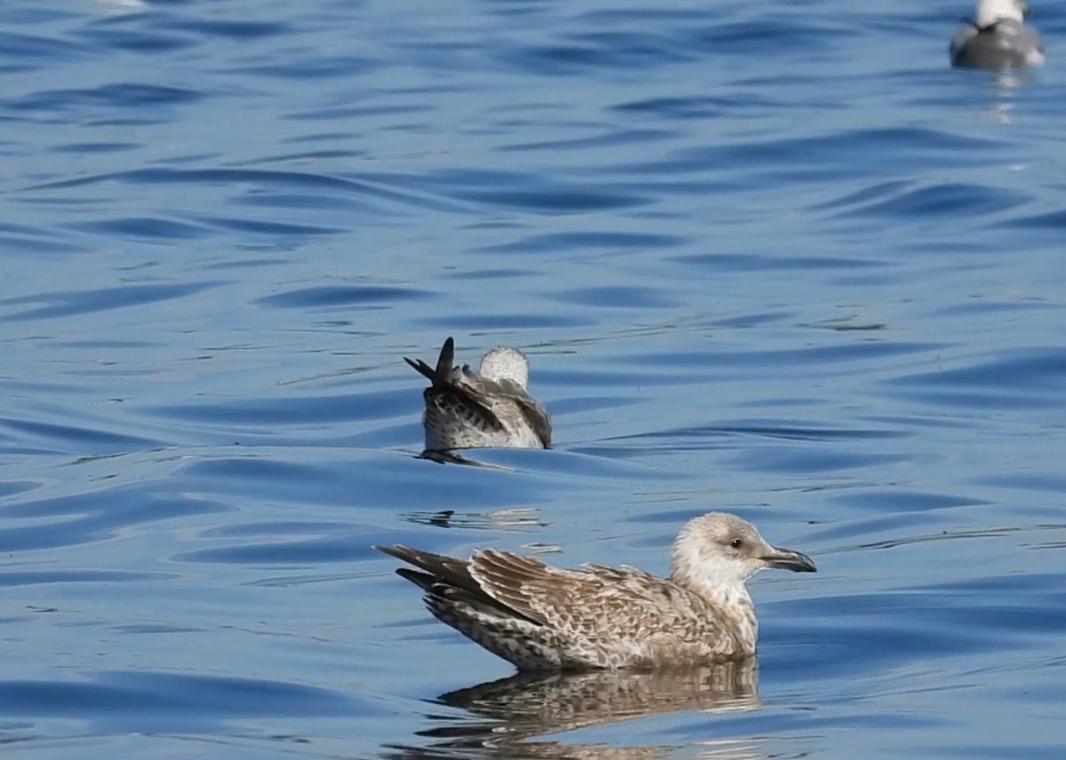 sildemåke - ML646881453