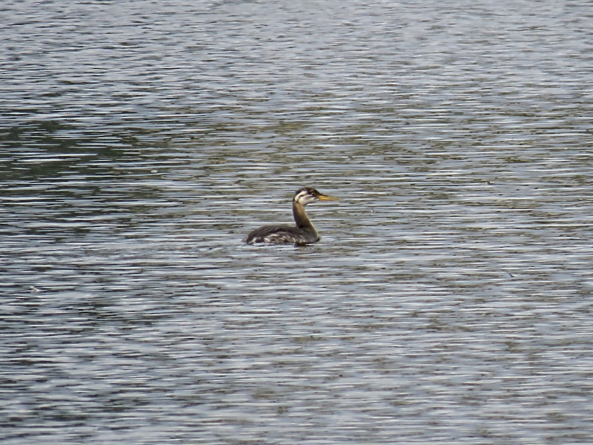 Пірникоза сірощока - ML646881456