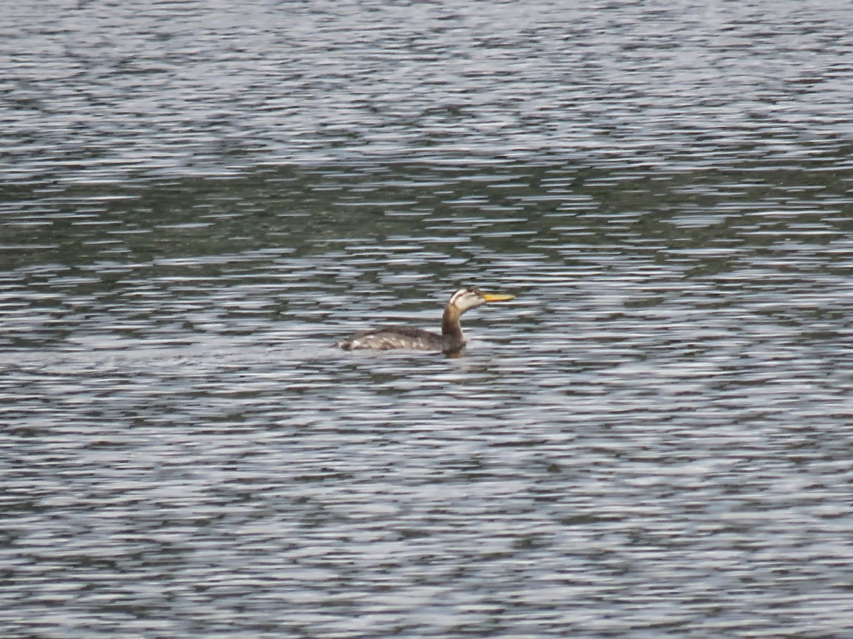 Пірникоза сірощока - ML646881457