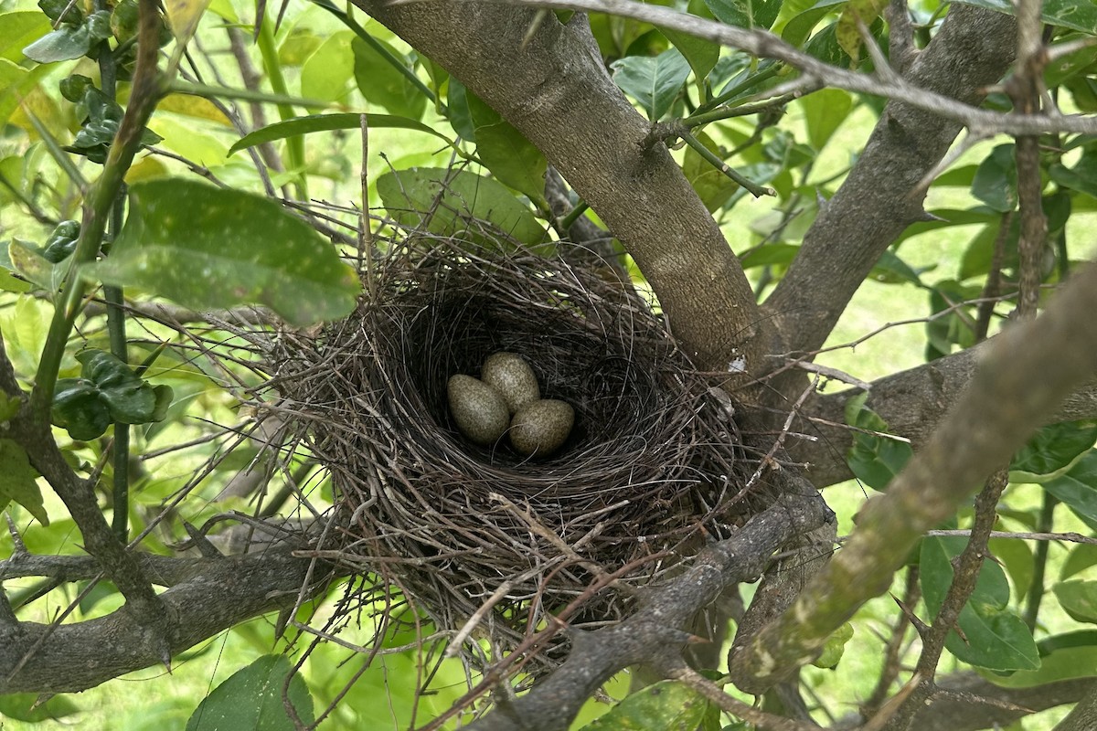 Red-crested Cardinal - ML646881458