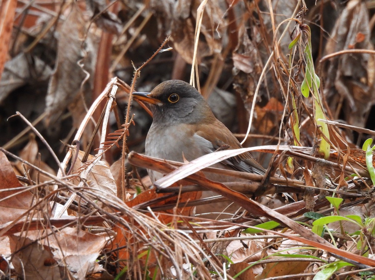 blektrost - ML646881459