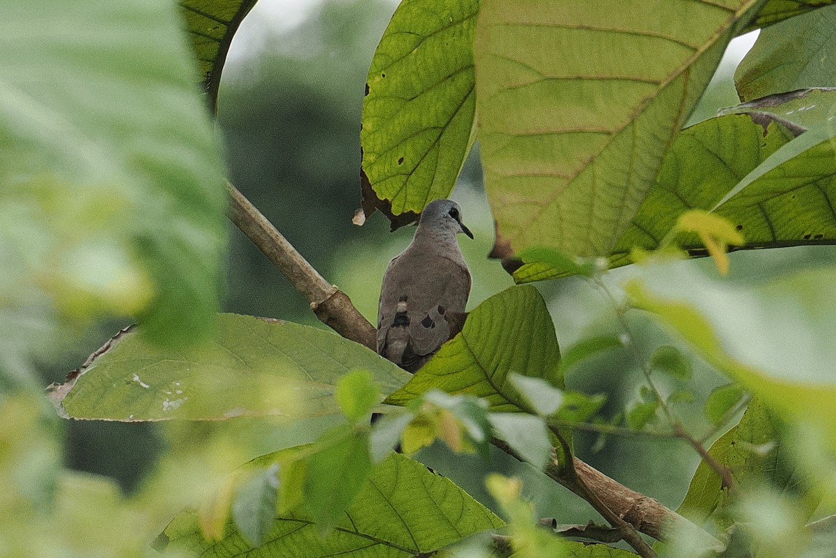 sahelalvedue - ML646881460