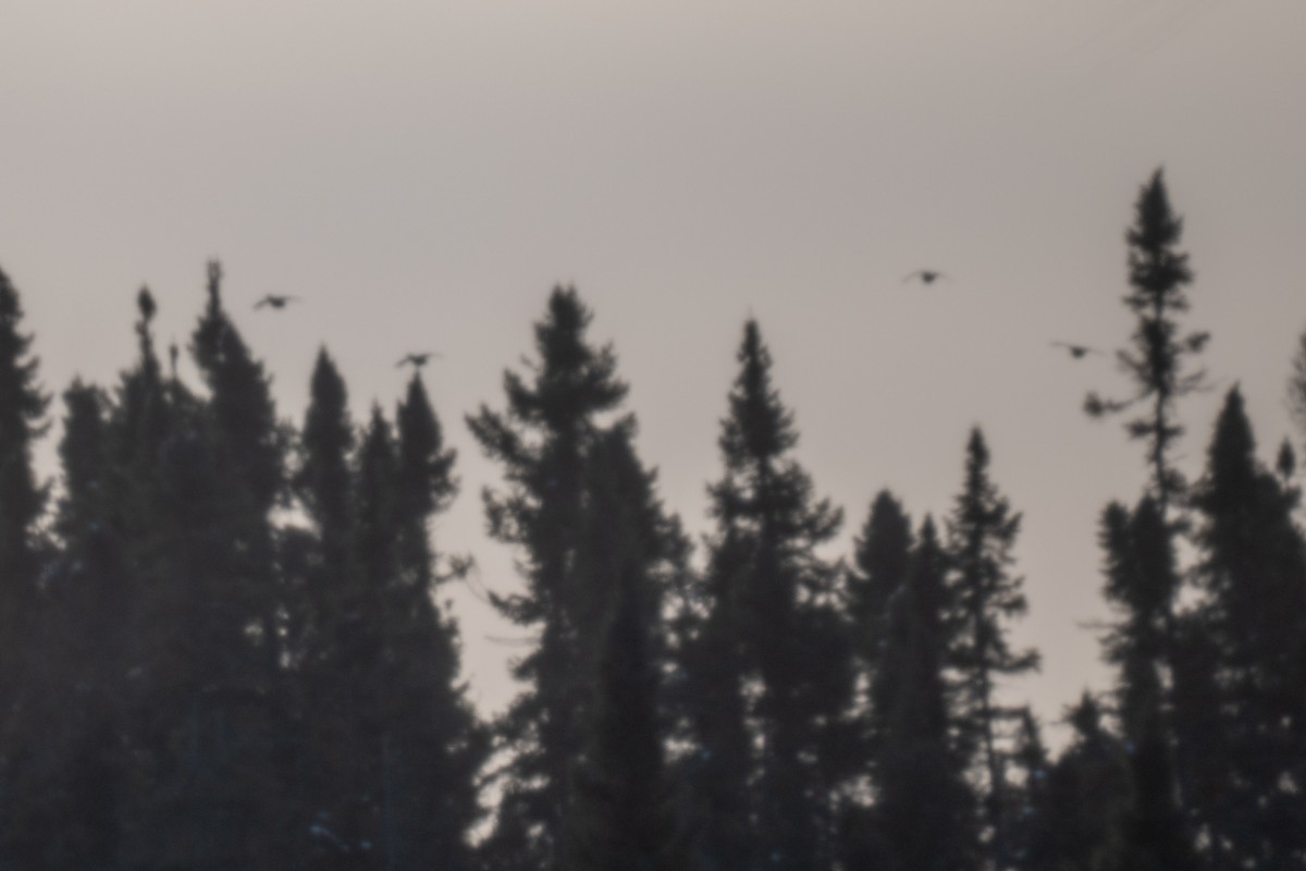 fagerjerpe - ML646881461