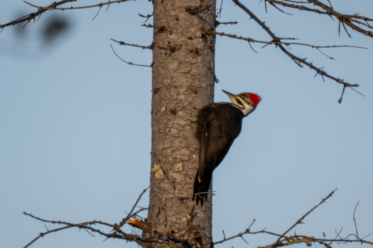 hvitbrynsvartspett - ML646881462