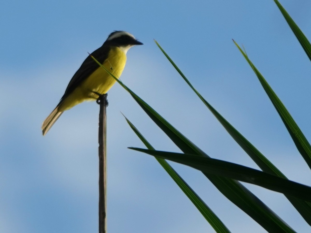 haciendatyrann - ML646881464