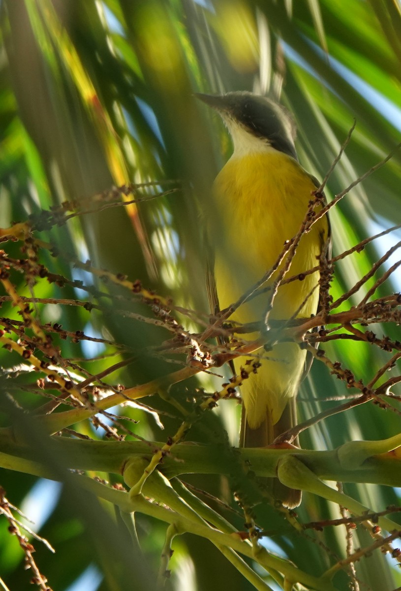 haciendatyrann - ML646881465