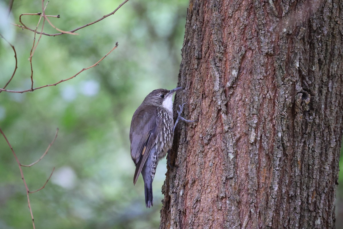 White-throated Treecreeper - ML646881466