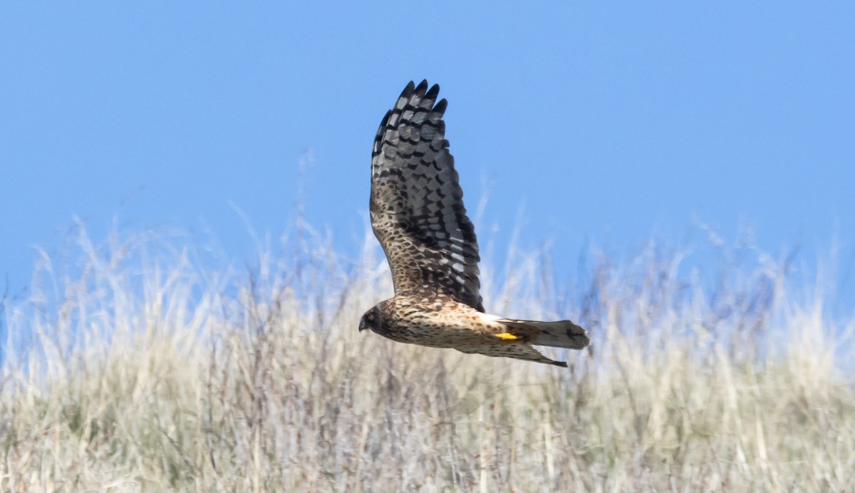 mørkmyrhauk - ML646881467