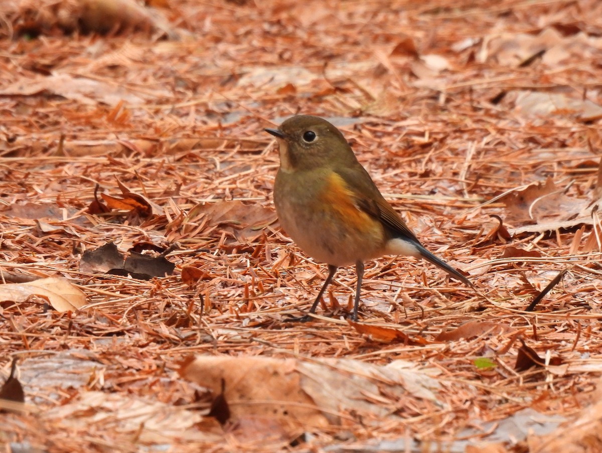 blåstjert - ML646881468