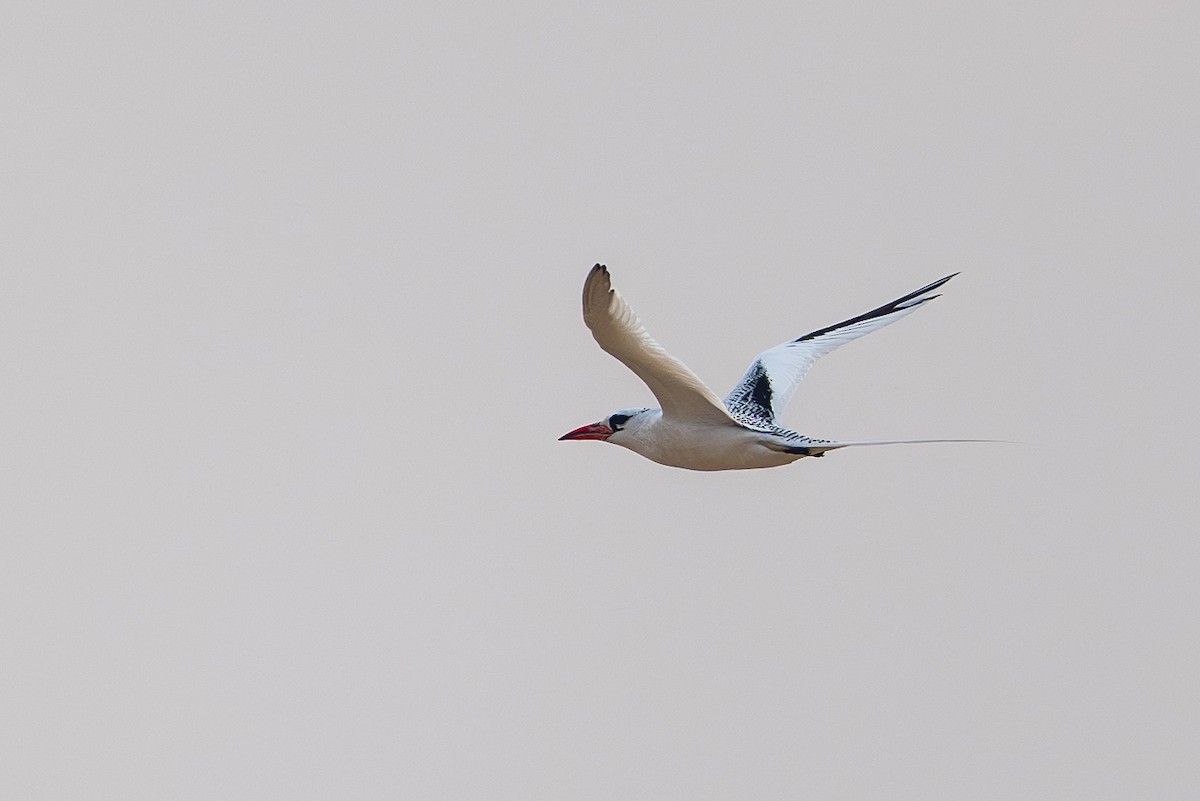Red-billed Tropicbird - ML646881469