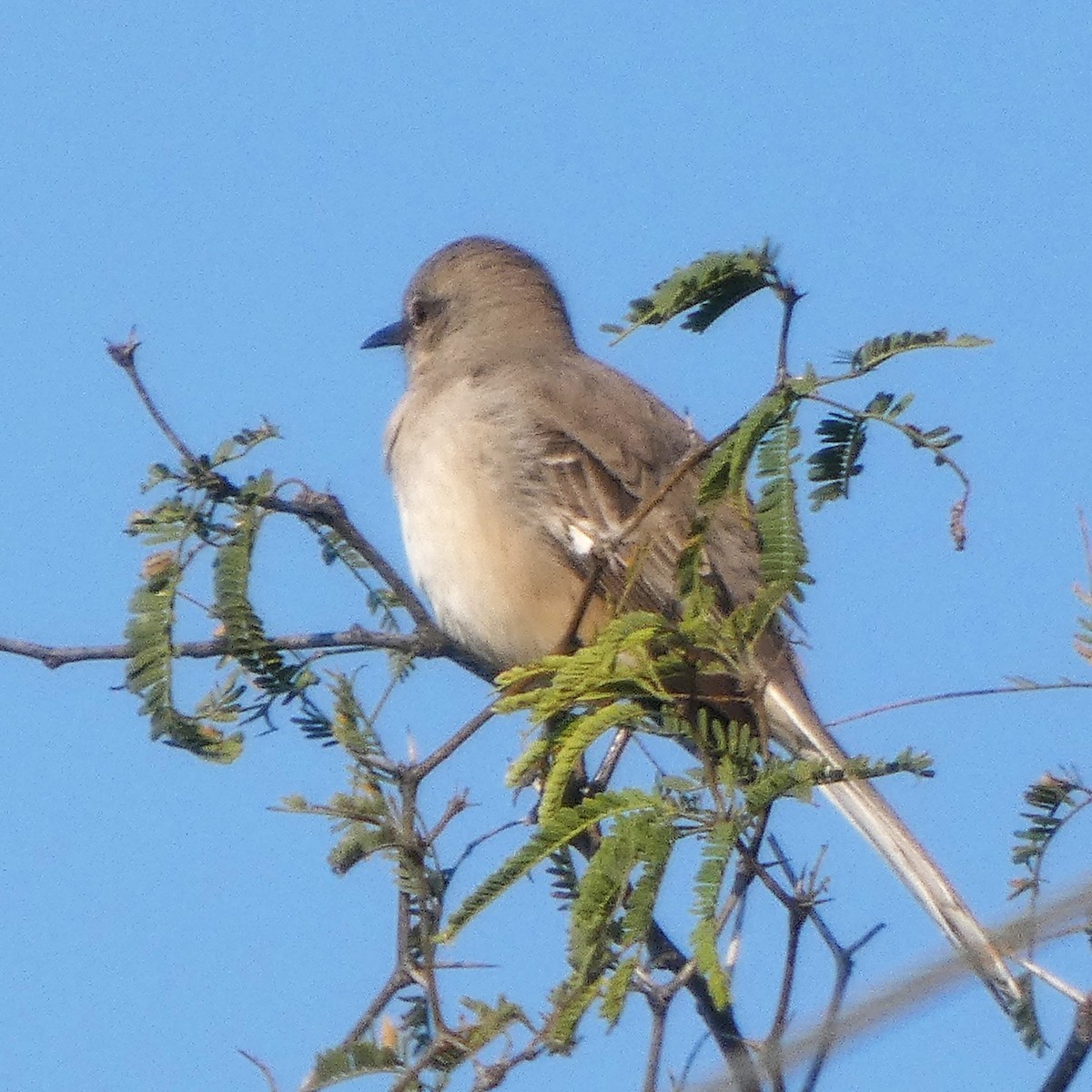 sangspottefugl - ML646881470