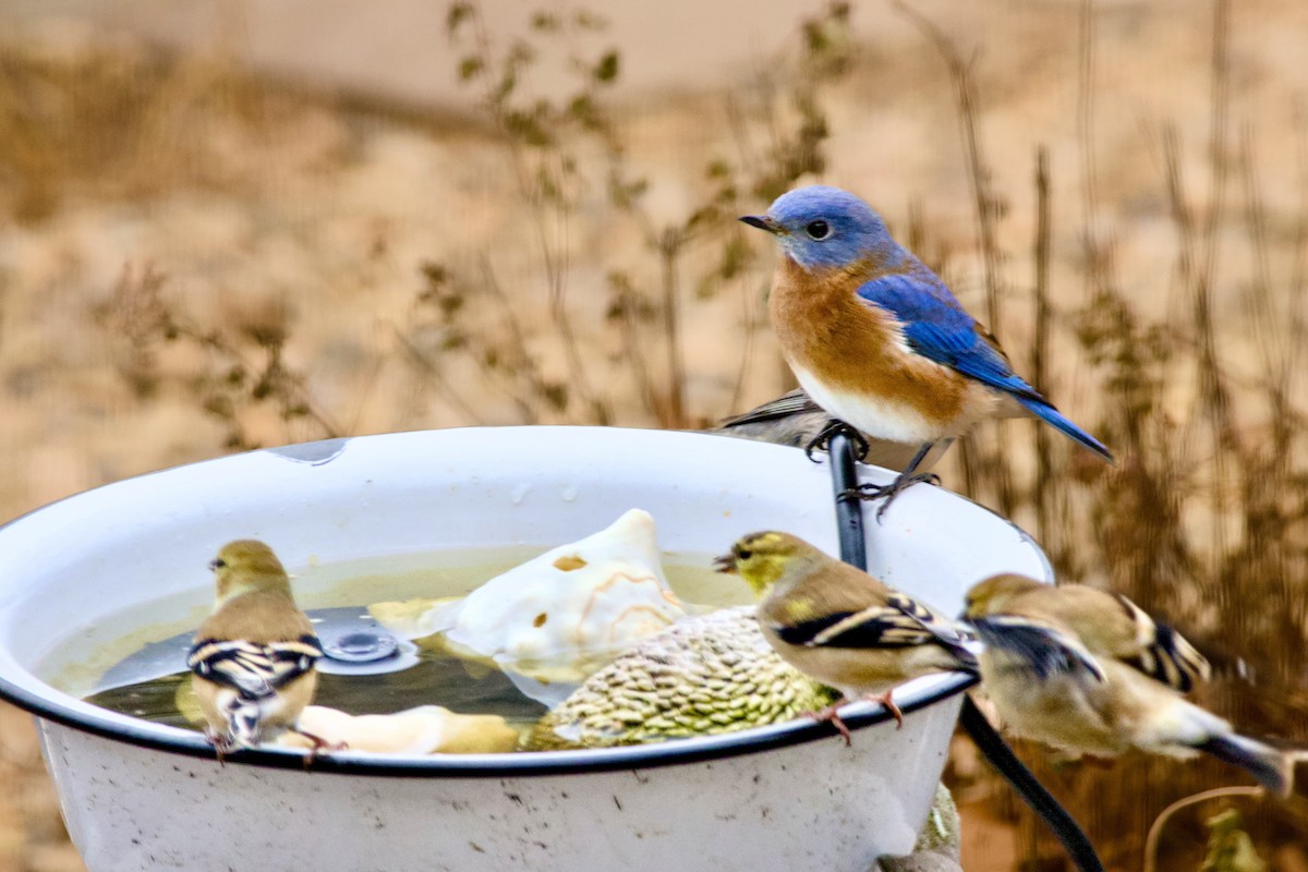 østblåfugl - ML646881471