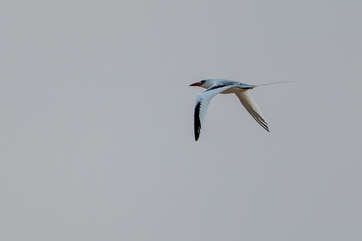 Red-billed Tropicbird - ML646881472