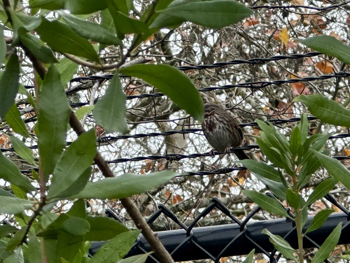 sangspurv - ML646881473