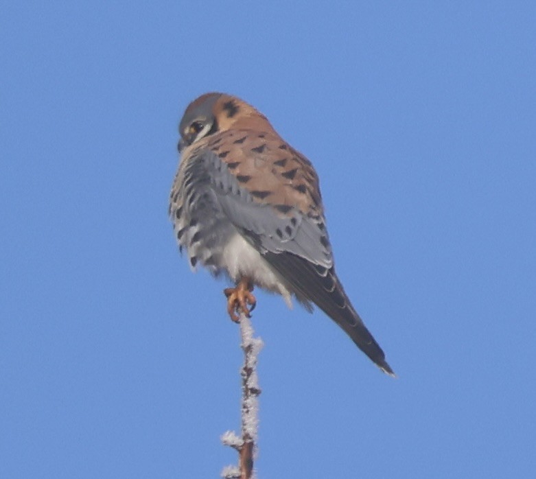 spurvefalk - ML646881474