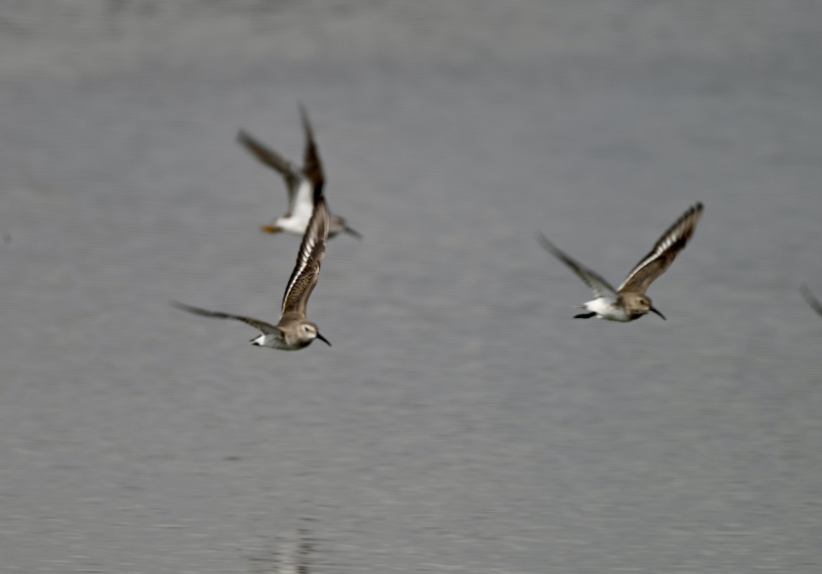 myrsnipe - ML646881475