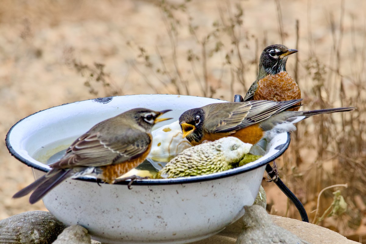 vandretrost - ML646881477